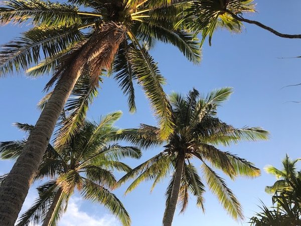 Wallis et Futuna : Sites éblouissants, culture authentique et festivités locales
