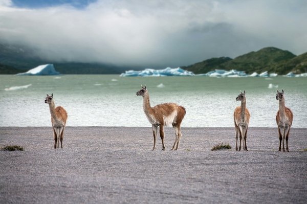 Voyages en Chili et en Argentine : pour une aventure mémorable au cœur de l’Amérique Latine